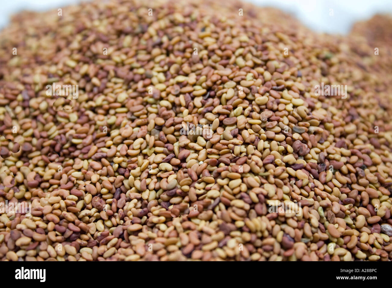 Alfa alfa seeds hi-res stock photography and images - Alamy