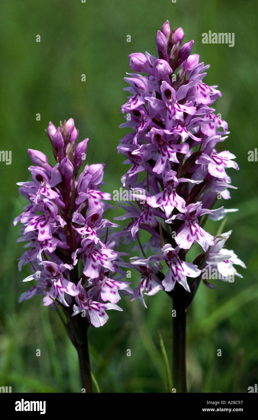British Heath Spotted Wild Orchids Southern England Stock Photo