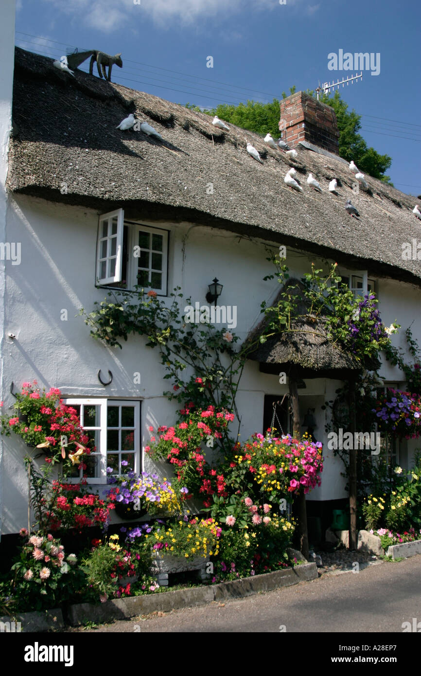 Bed and breakfast in Branscombe Devon thatched cottage devon pretty flowers hanging baskets Stock Photo