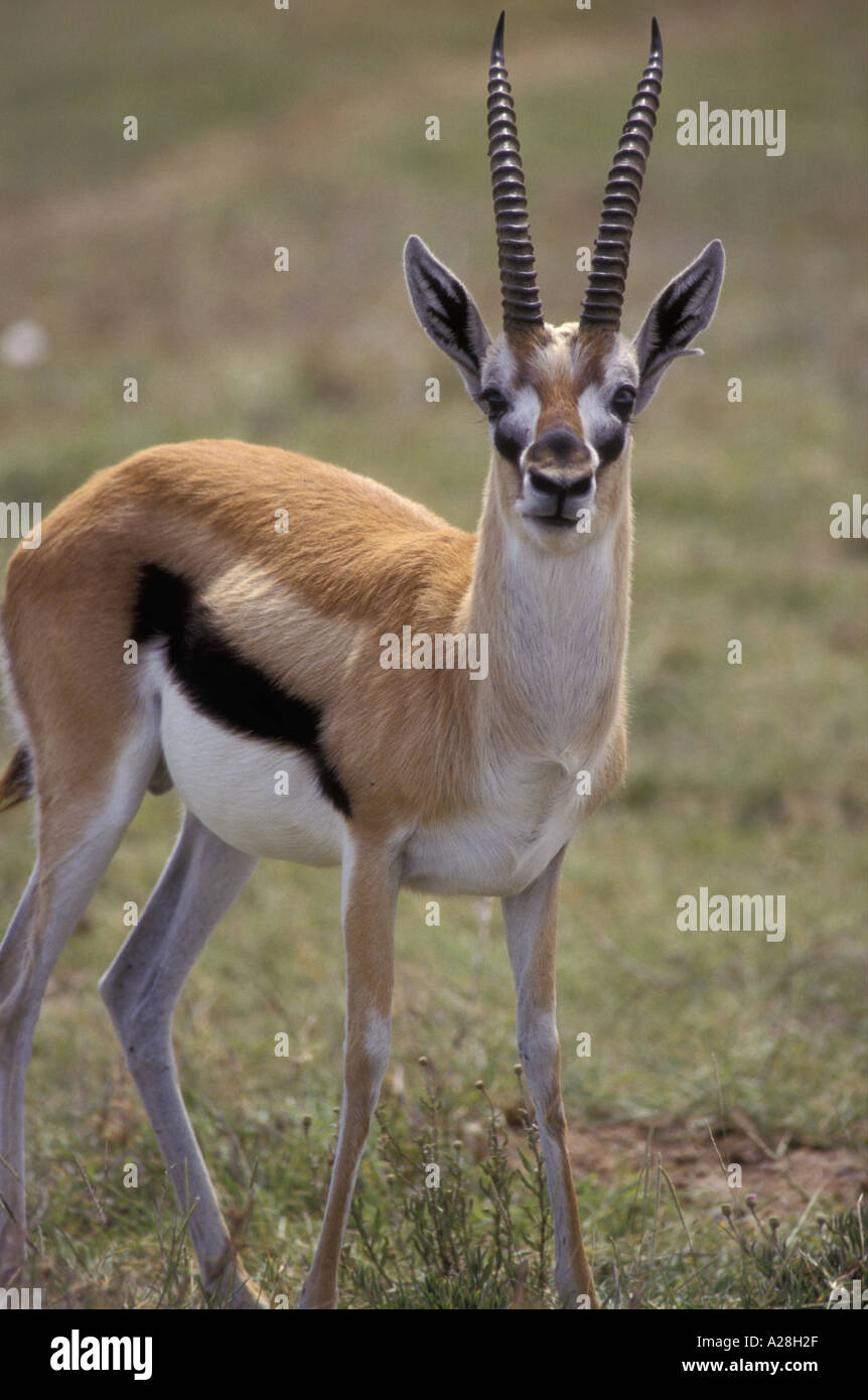 Close up vertical format portrait of male Thomsons Gazelle in Masai ...