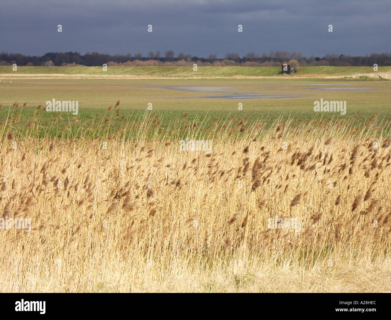 Reed beds waving in the wind Butley marshes Suffolk England Stock Photo
