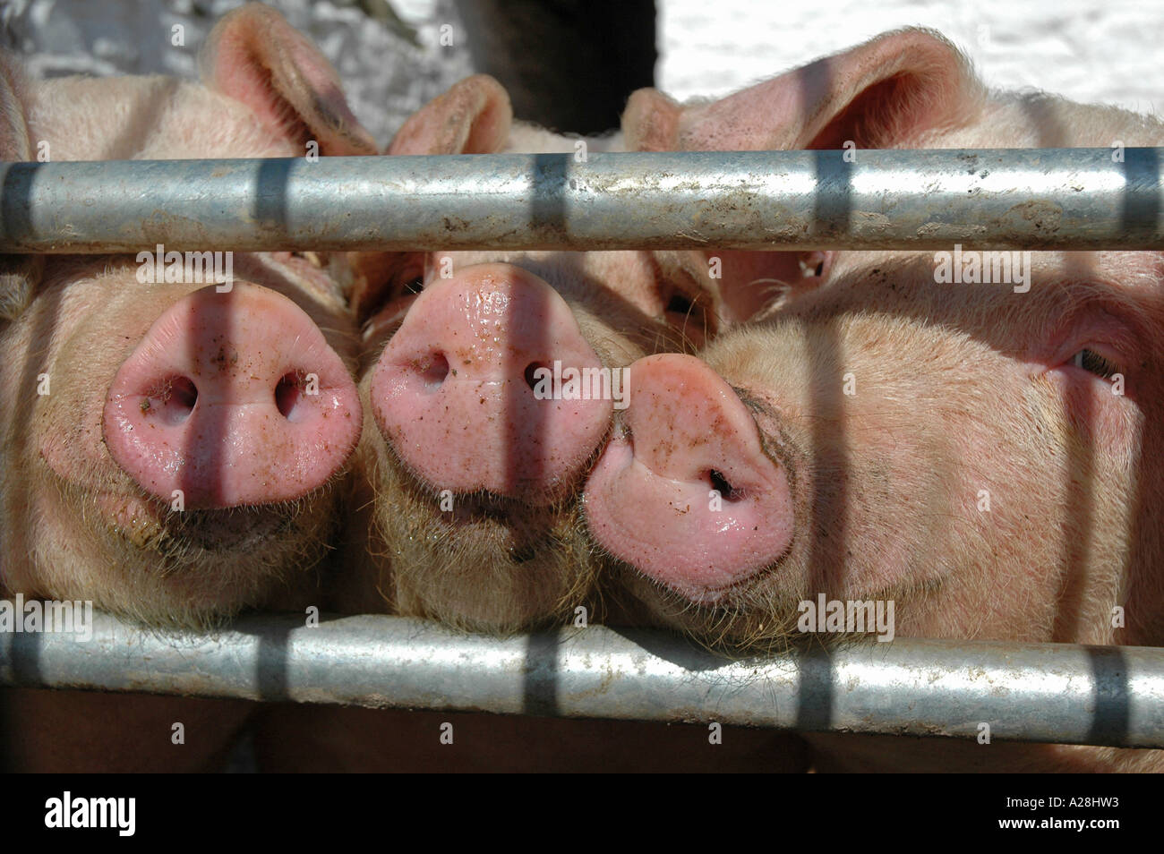 Smelly Pigs High Resolution Stock Photography and Images - Alamy