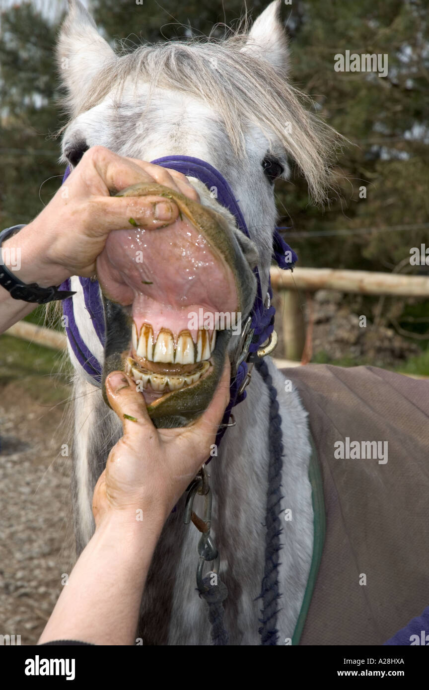 Equine Dentist examining horses teeth Stock Photo Alamy