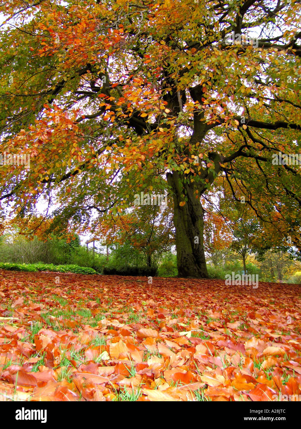 Golden leaves hi-res stock photography and images - Alamy