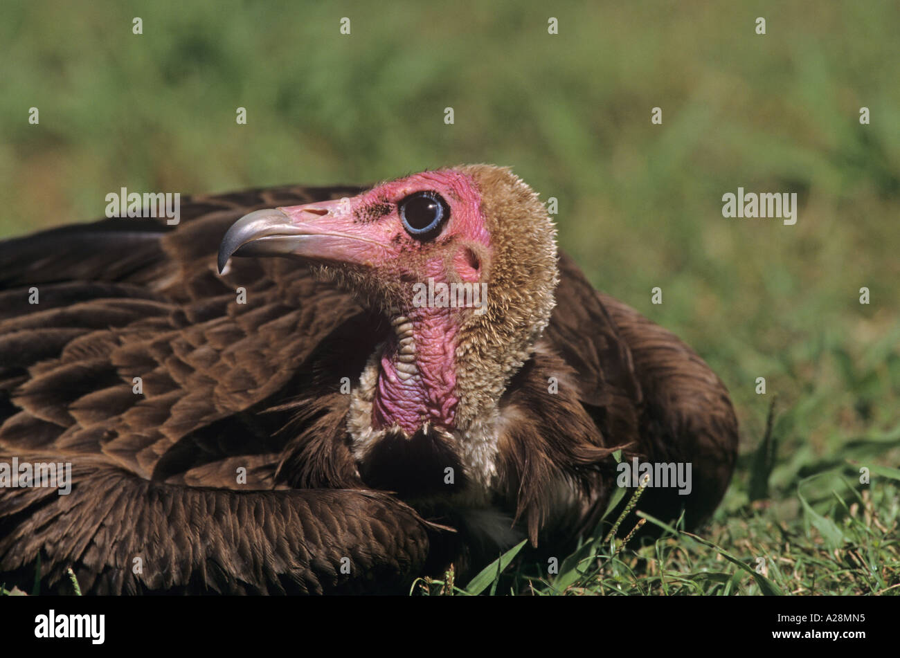 Hooded Vulture Necrosyrtes monachus close up of head Stock Photo