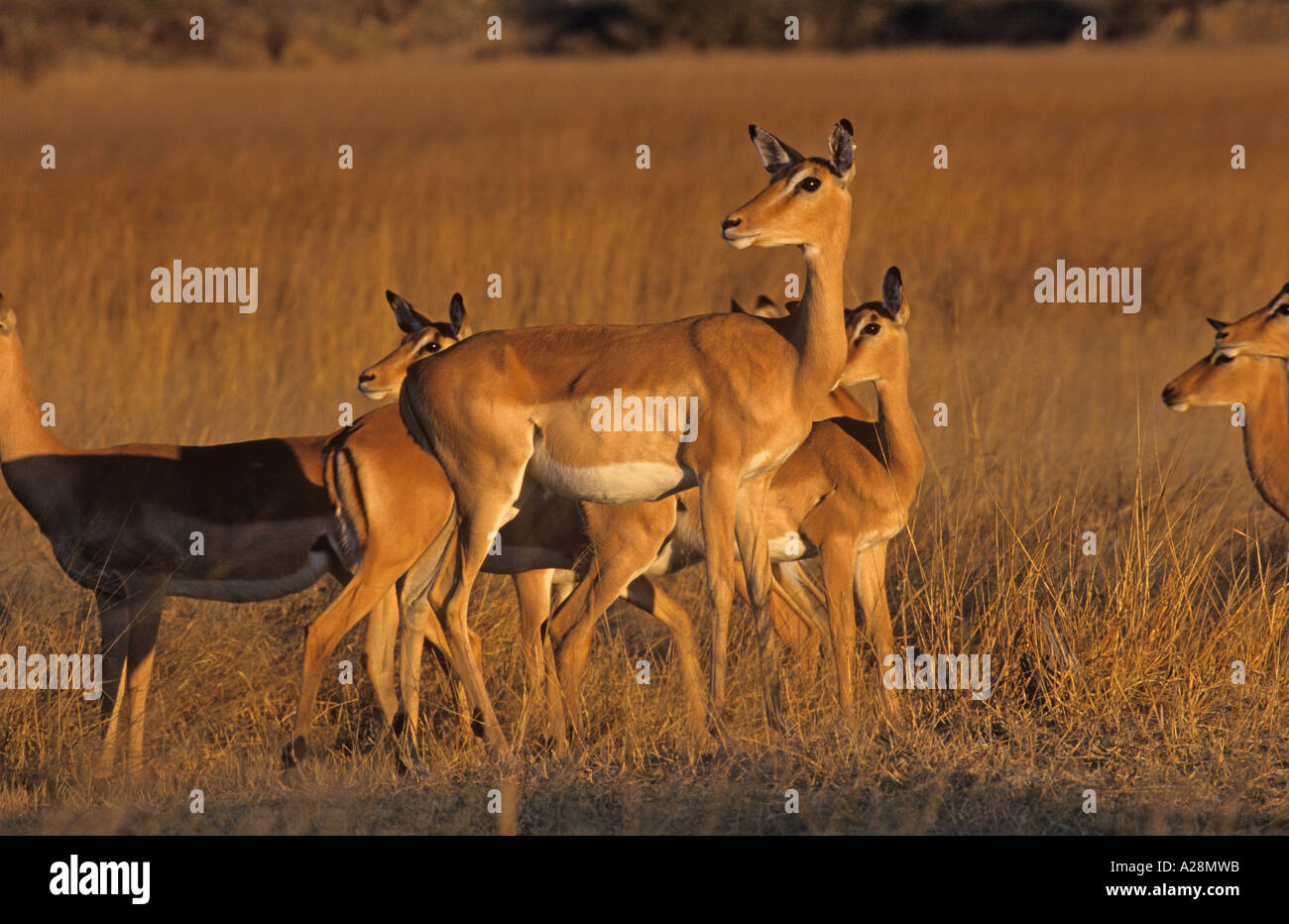 Group of slender hi-res stock photography and images - Alamy