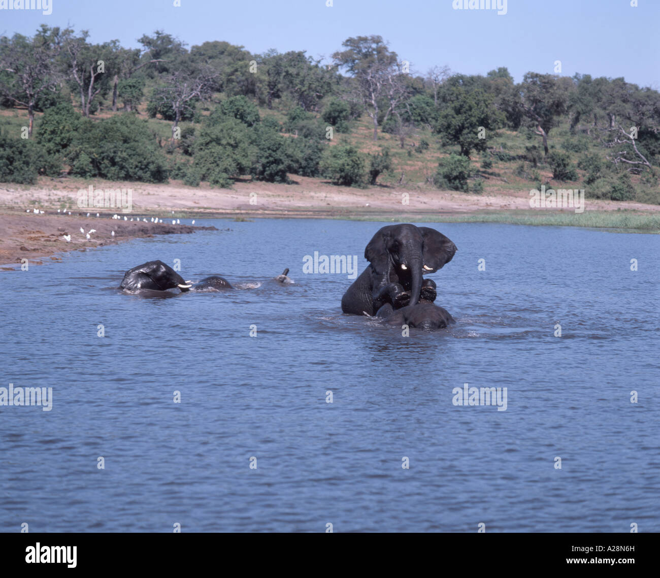 Elephants Playing In River, Chobe National Park, Chobe, Republic of Botswana Stock Photo