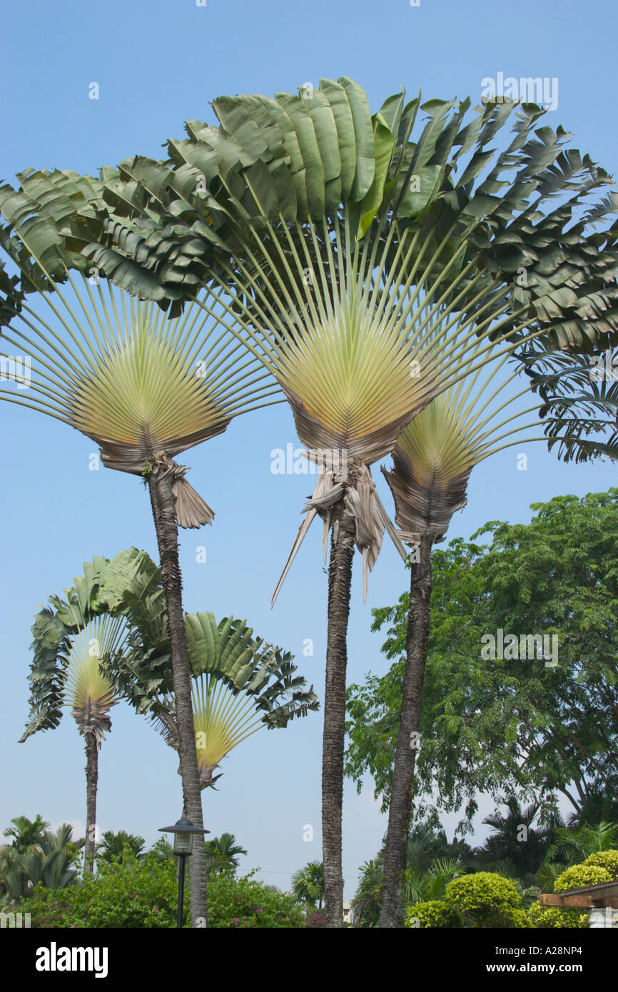 Image Traveller's tree (Ravenala madagascariensis) - 434309 - Images of  Plants and Gardens - botanikfoto