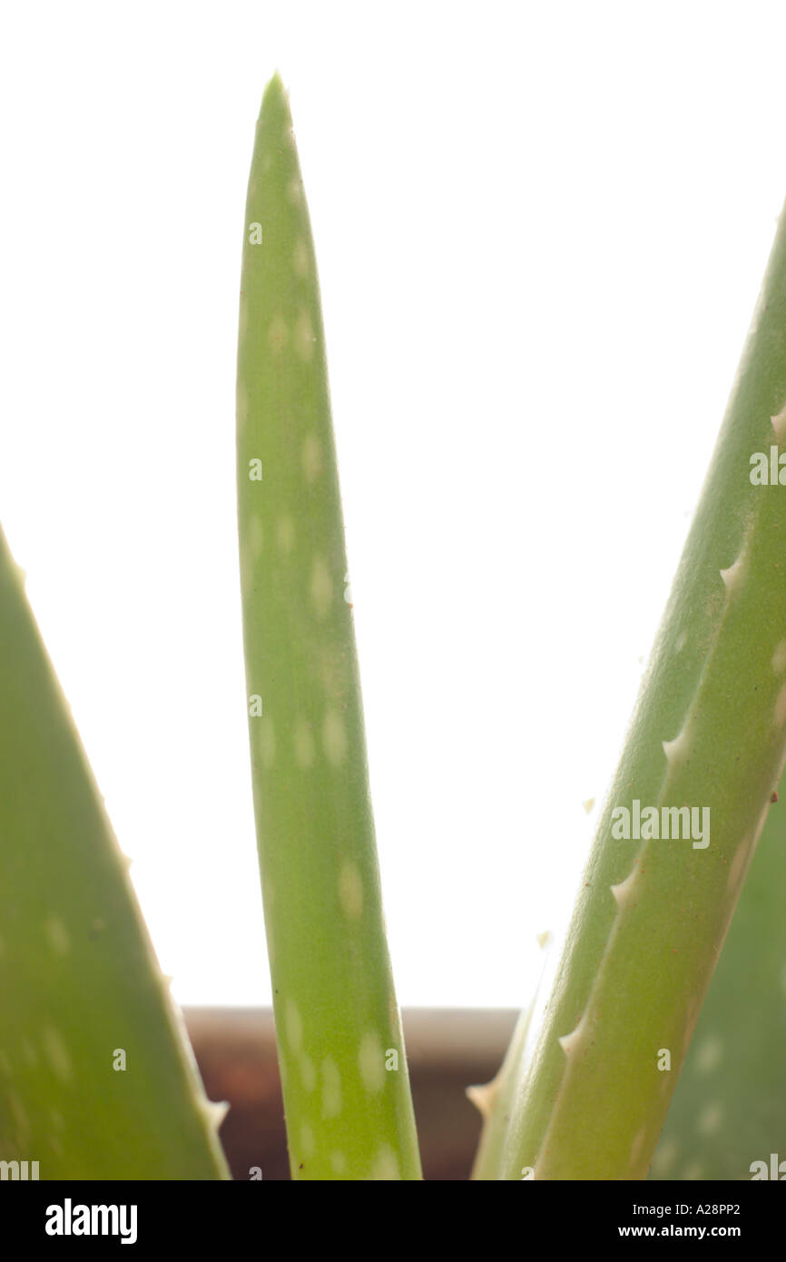 Close growing plant hi-res stock photography and images - Alamy