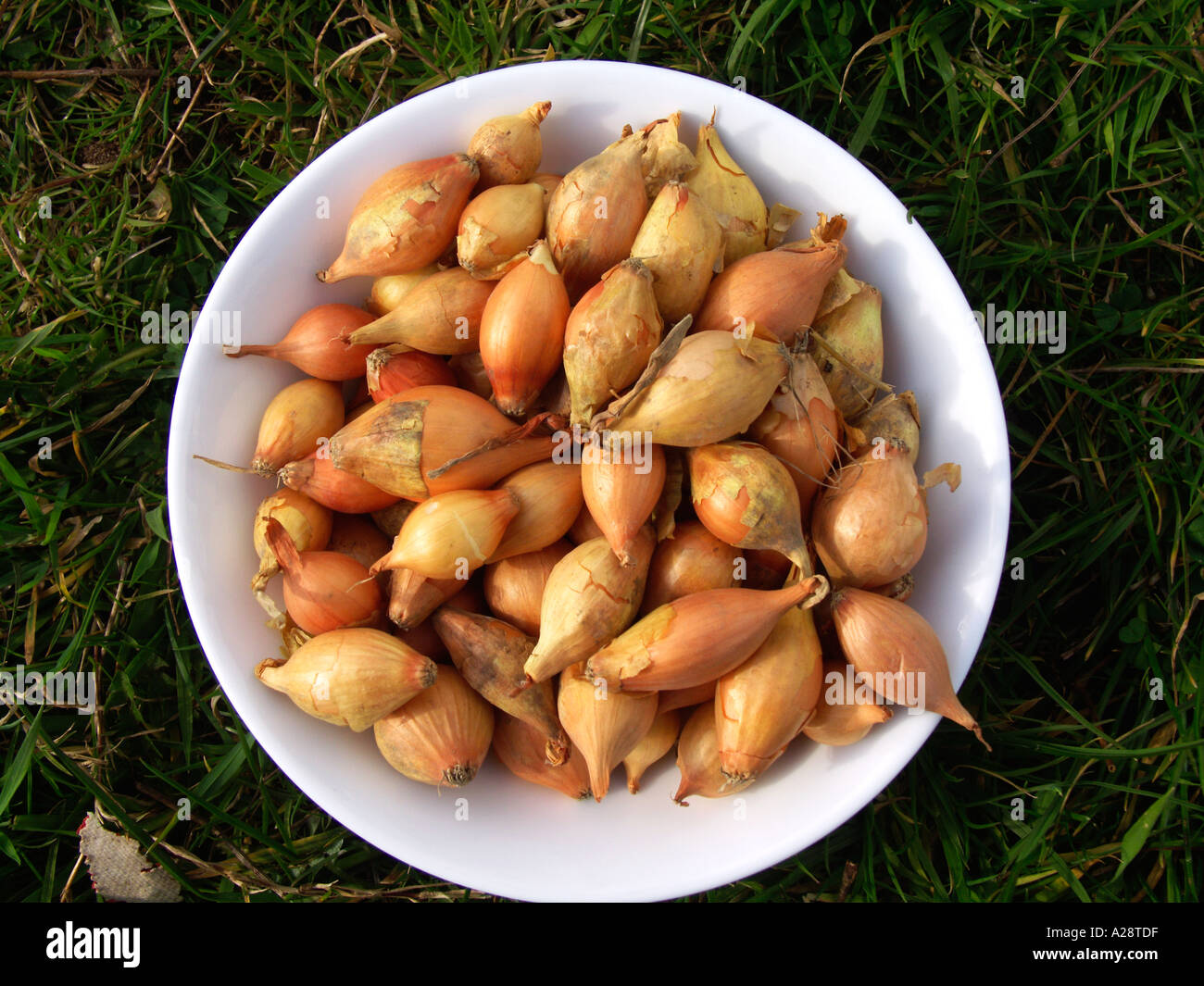 Onion from sets hi-res stock photography and images - Alamy