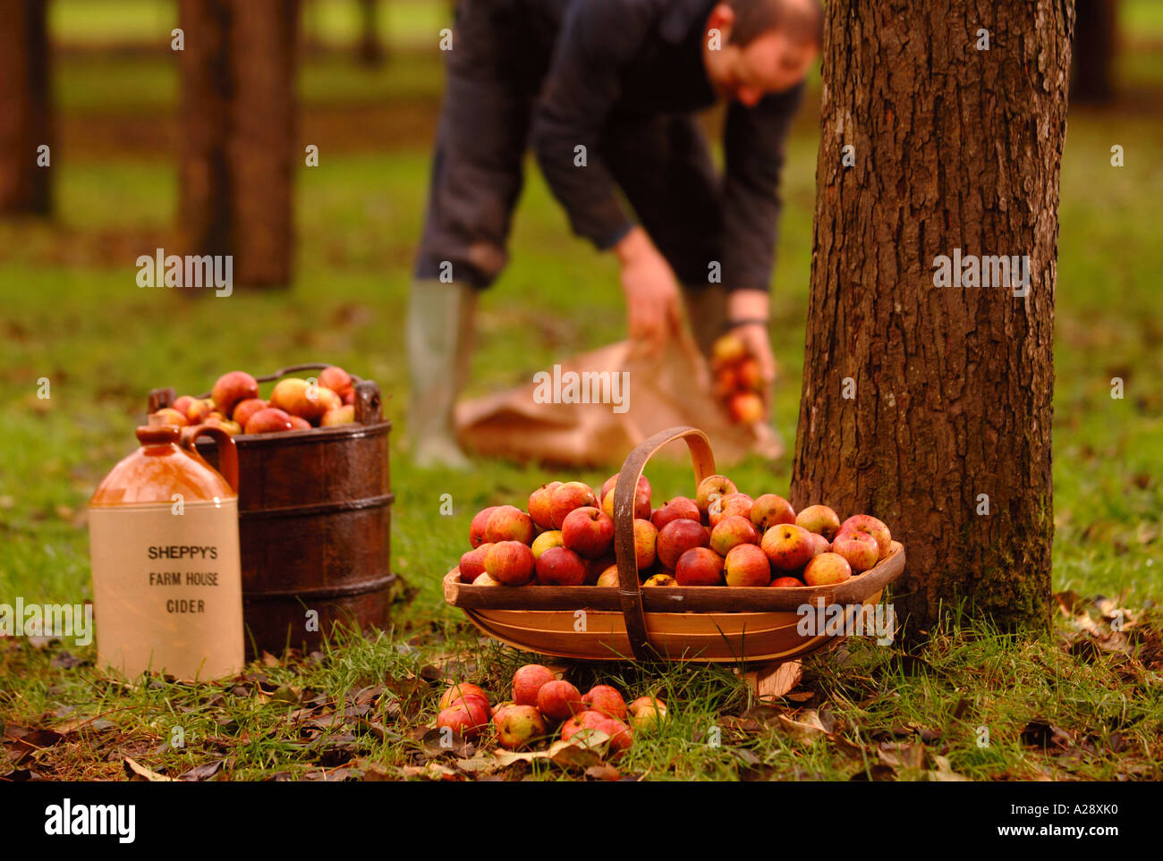 SHEPPYS TRADITIONAL FARM HOUSE ENGLISH CIDER Stock Photo Alamy