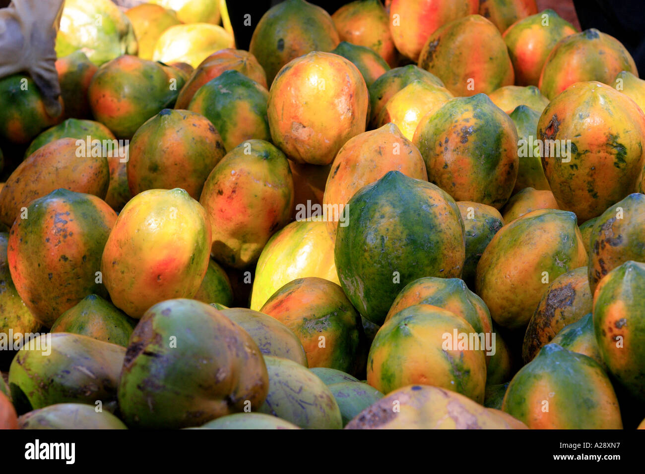 Fresh Mangos On Sale  Mapusa City Goa India Stock Photo