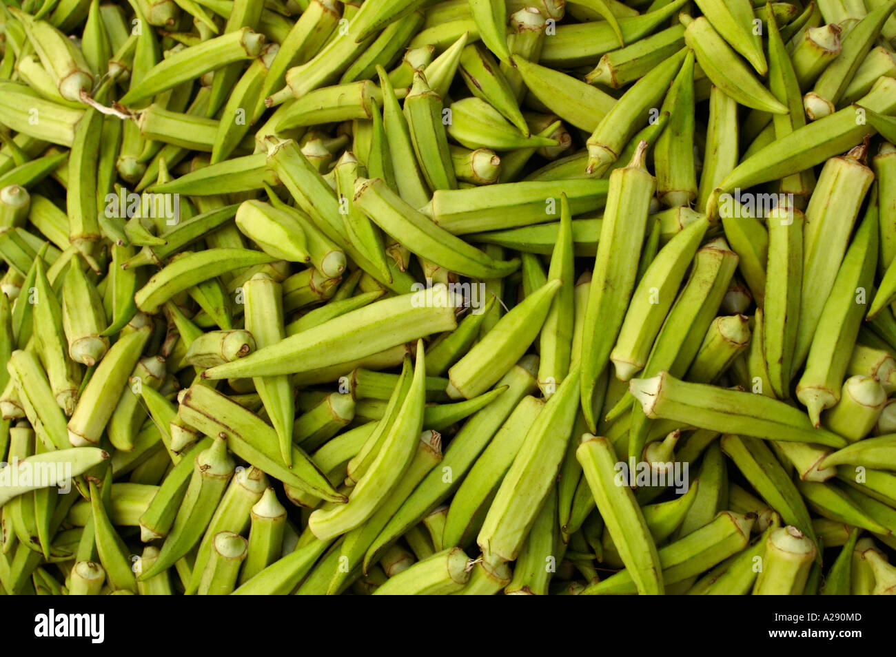 Okra hibiscus esculentus hires stock photography and images Alamy