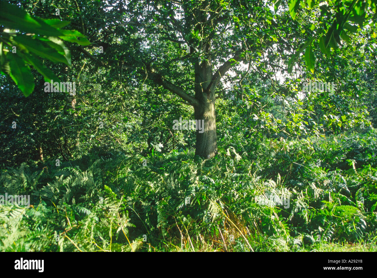 Sweet chestnut tree and bracken in mid summer woodland Suffolk England Stock Photo