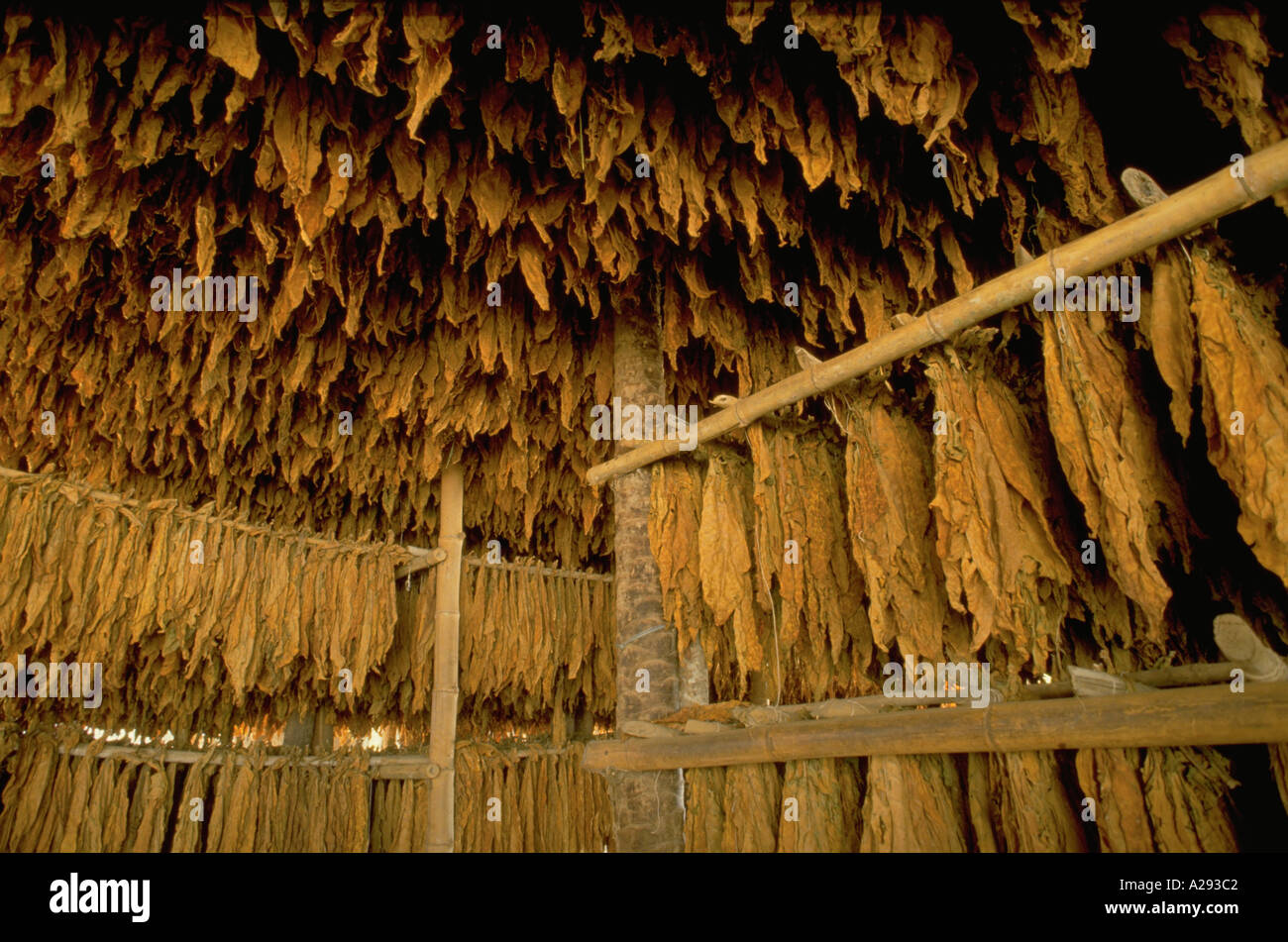 Tobacco leaves hanging in drying shed near Acarigua Venezuela Stock Photo
