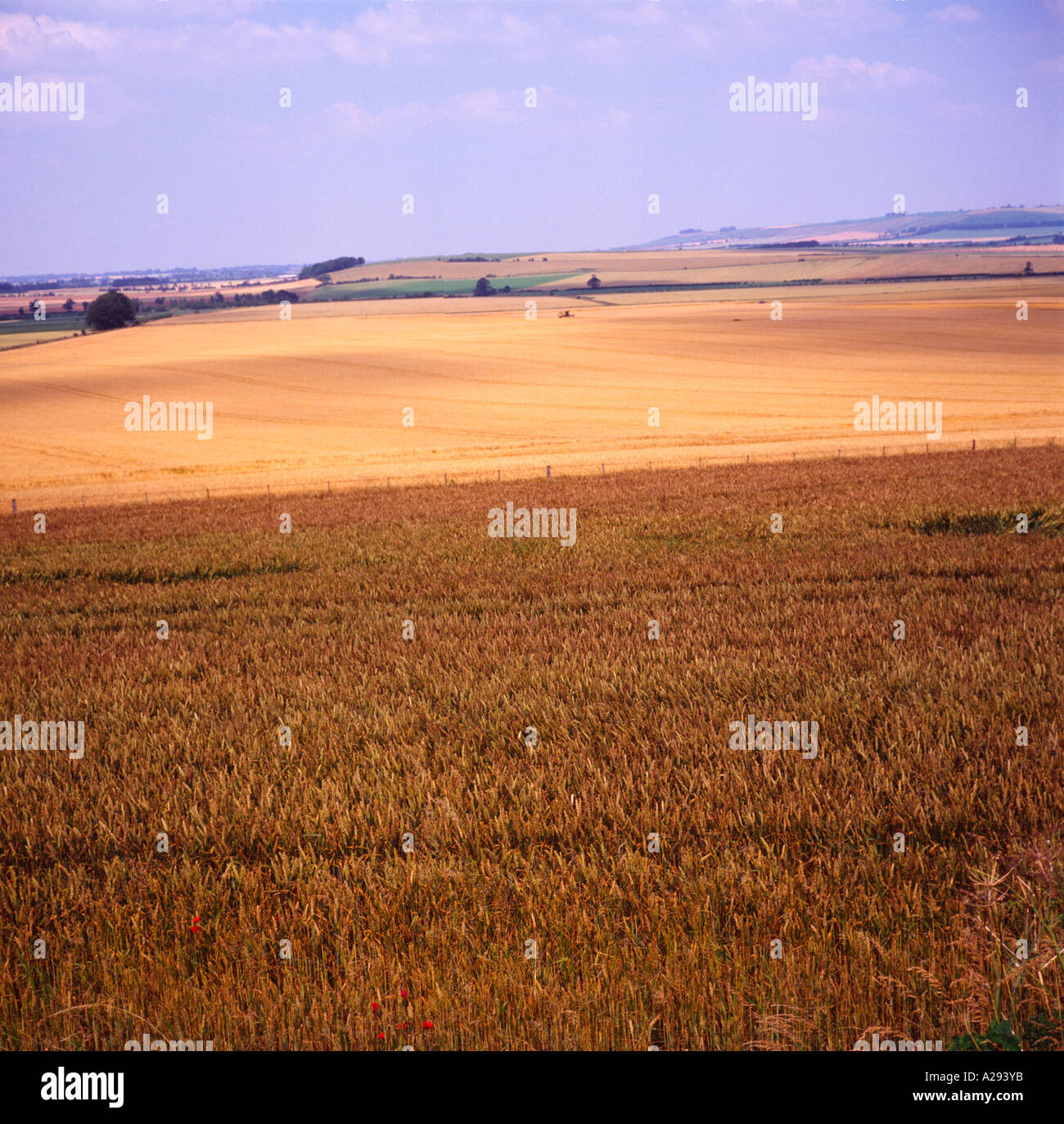 Rolling landscape with cereal crops Wiltshire chalk Downs England Stock Photo Alamy