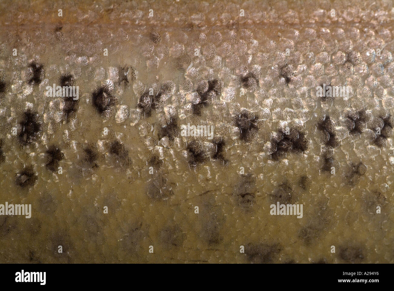 Fish Scales of a Trout, Close Up Stock Photo Alamy