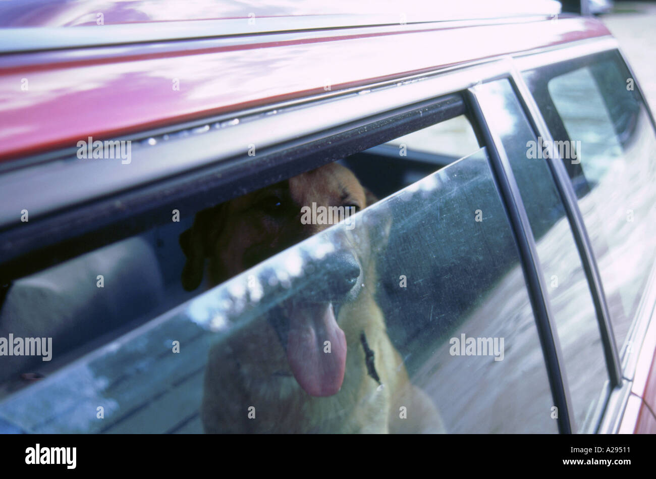 Dog left in Hot car Stock Photo Alamy