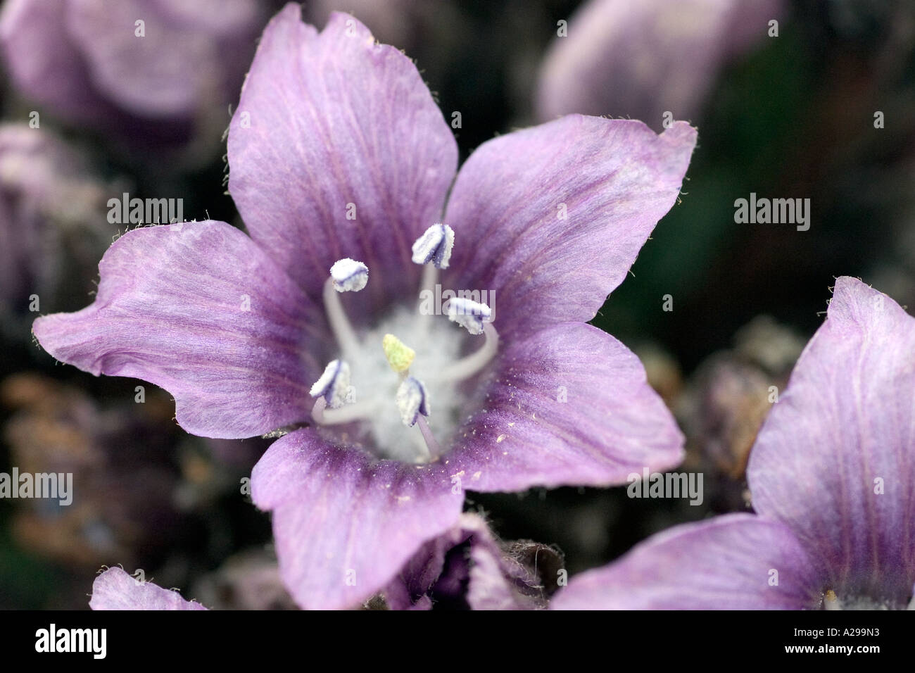 Wildflowers of Cyprus. Star shaped flower of Mandrake plant (Mandragora officinarum) History of magic and mystery Stock Photo