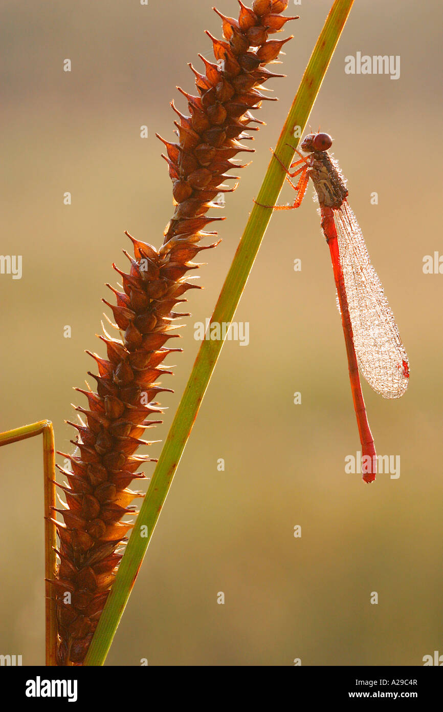 Small Red Damselfly 1 Stock Photo - Alamy