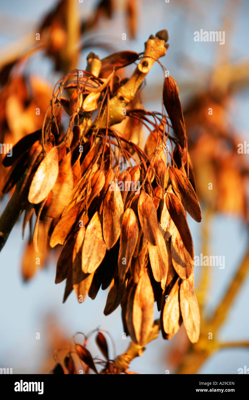 Ash tree seeds Stock Photo Alamy