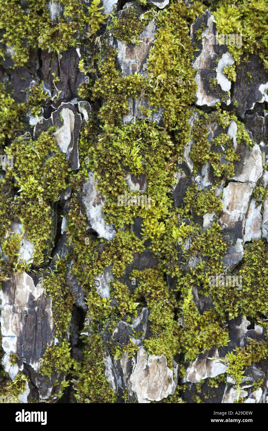 Mossy Bark Texture Stock Photo