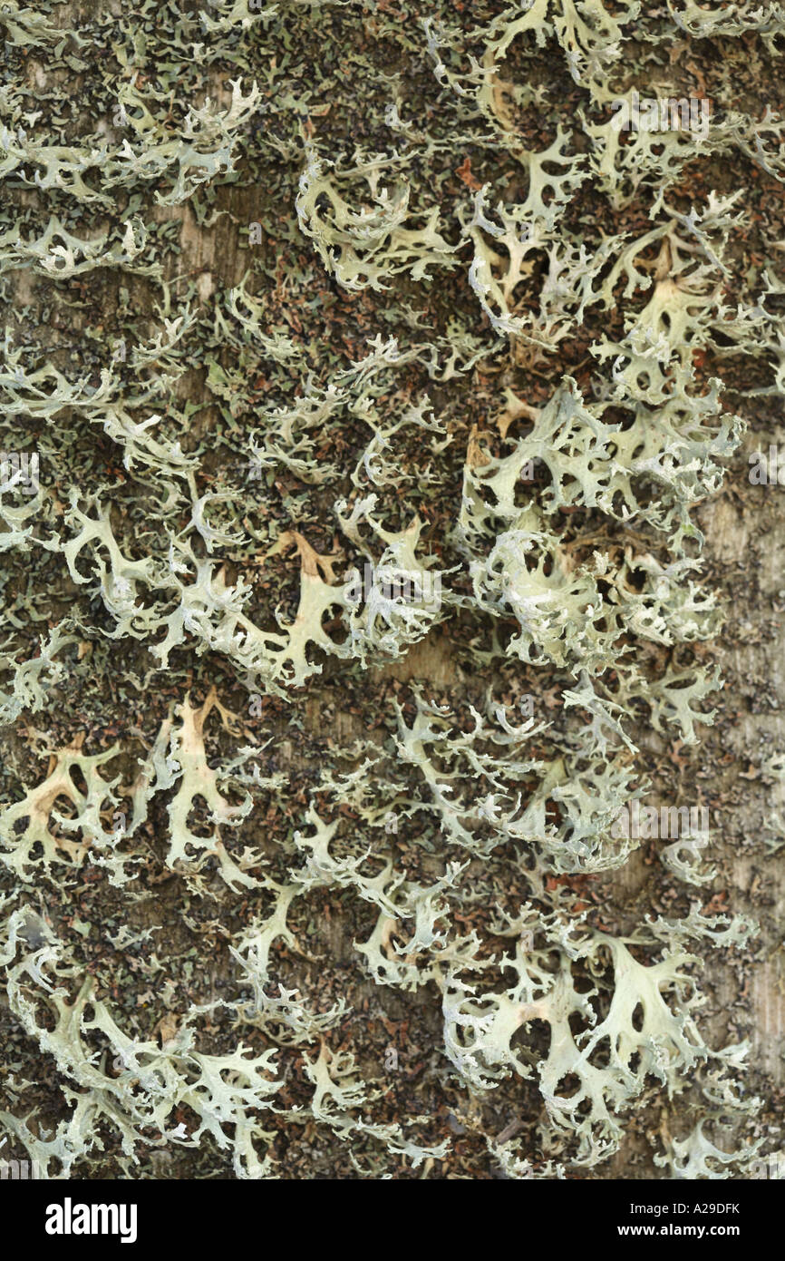 Lichen Texture Stock Photo