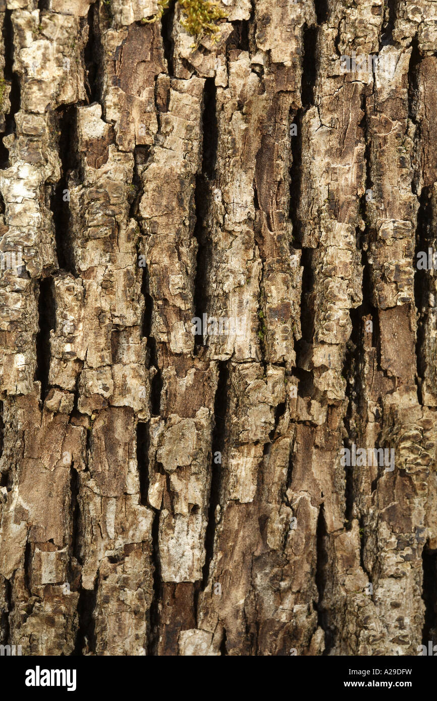 Tree Bark Texture Stock Photo - Alamy