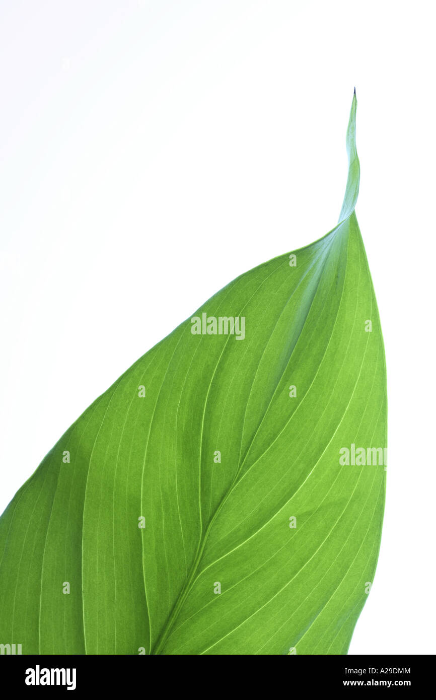Peace Lily Leaf Stock Photo Alamy