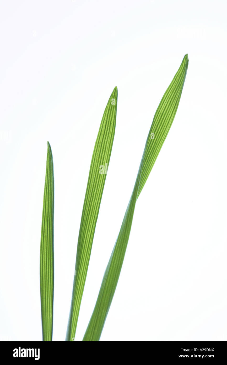 Three blades of Grass Stock Photo