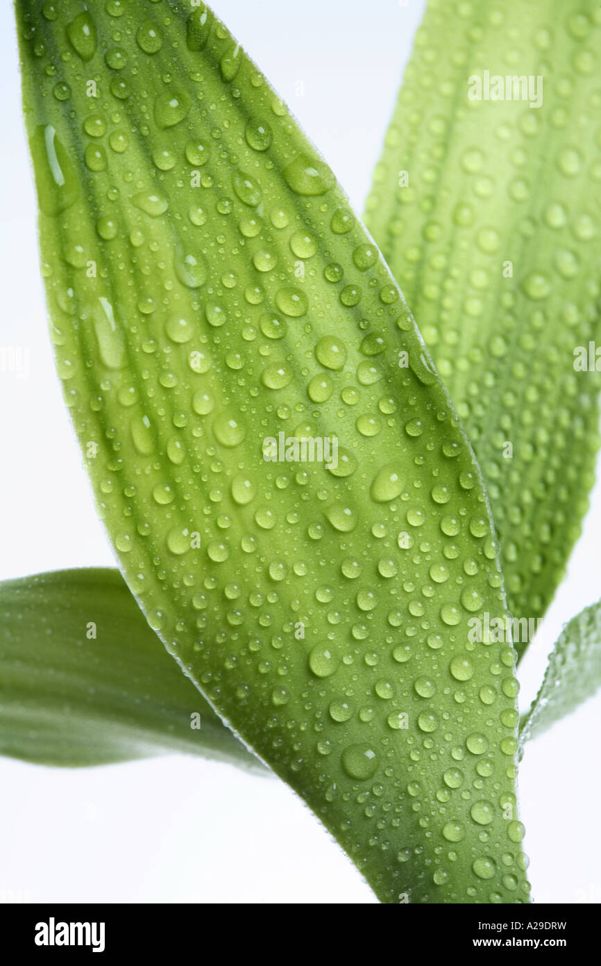 Bamboo Leaves with water droplets Stock Photo