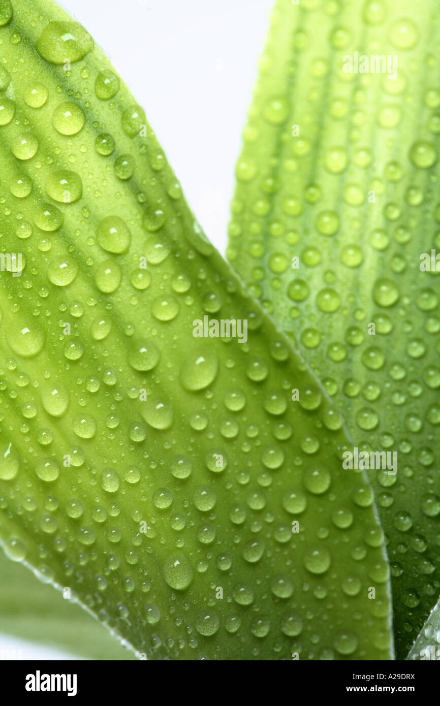 Bamboo leaf close up with water droplets Stock Photo