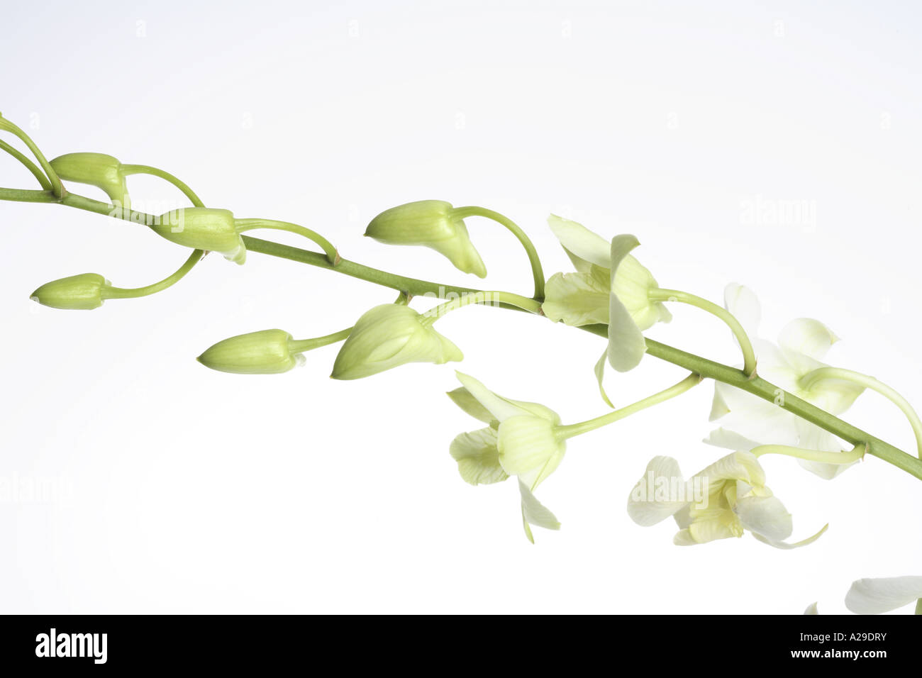Orchid buds Stock Photo Alamy
