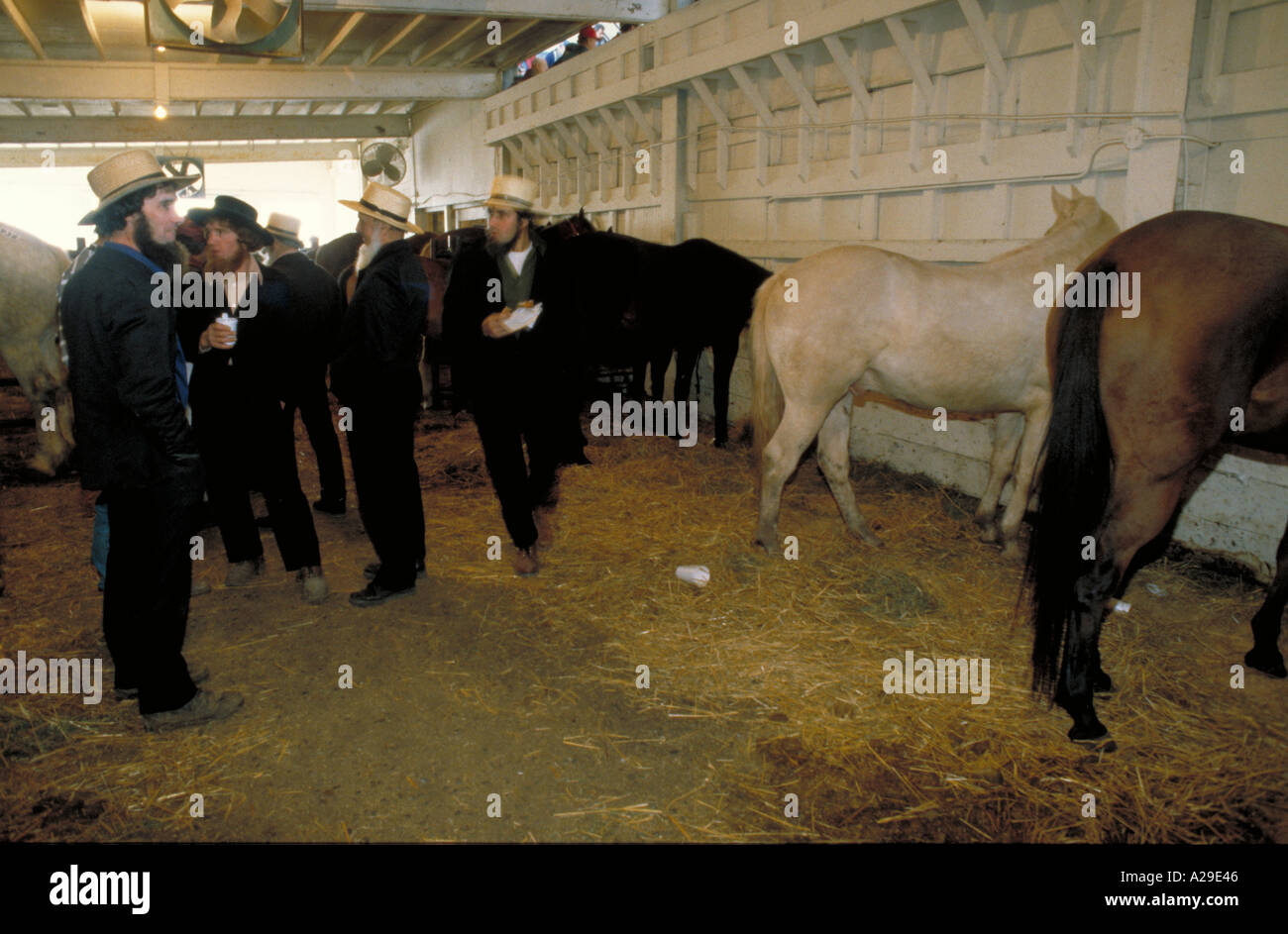 New Holland Horse Auction 2025 Dyan Laurice
