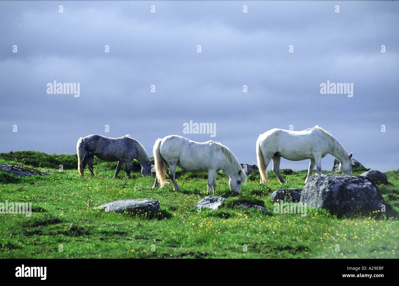 Ireland Connemara white horses S Grandadam Stock Photo Alamy