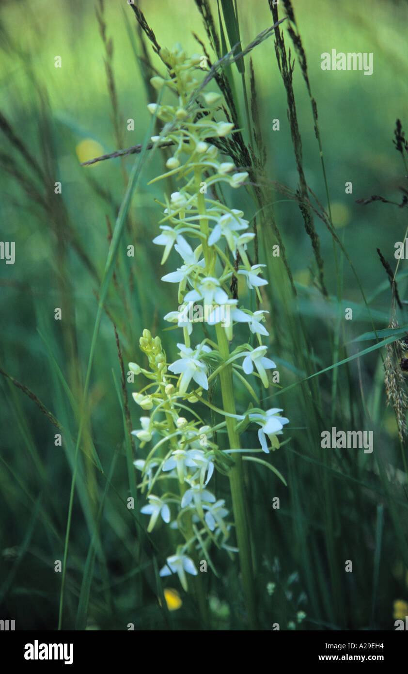 Butterfly orchid Platanthera inflorescence Stock Photo