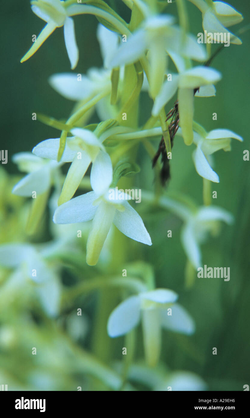 Close-up of Butterfly orchid Platanthera inflorescence Stock Photo