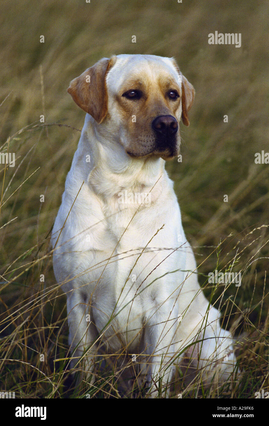 Labrador Crufts