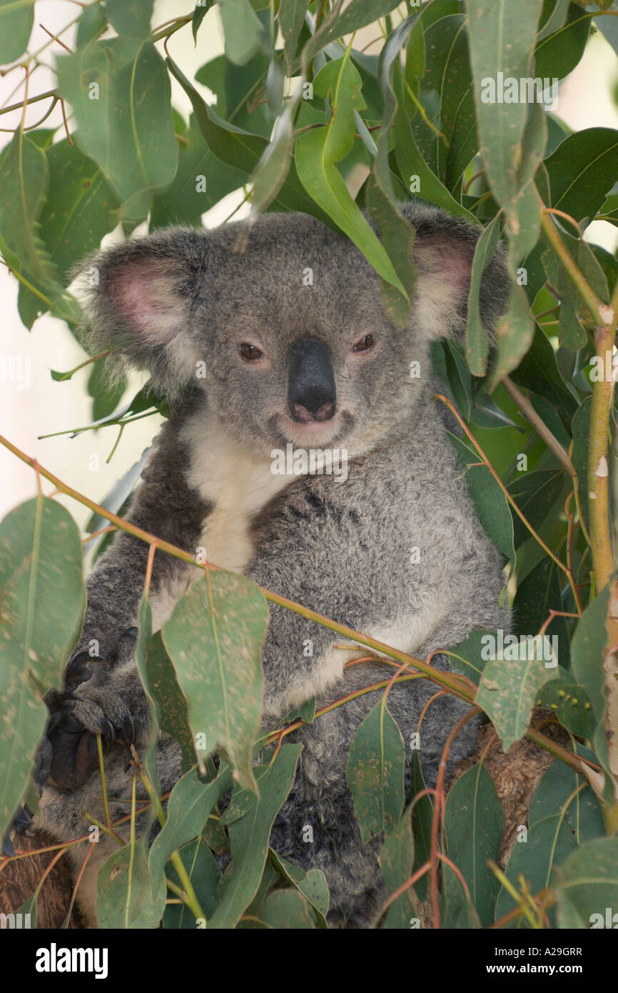 Koala Phascolarctos cinereus amongst Eucalyptus branches Stock Photo
