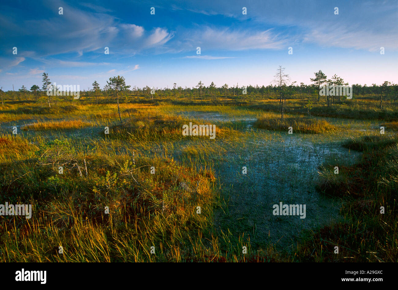 Peenrasoo Bog Stock Photo