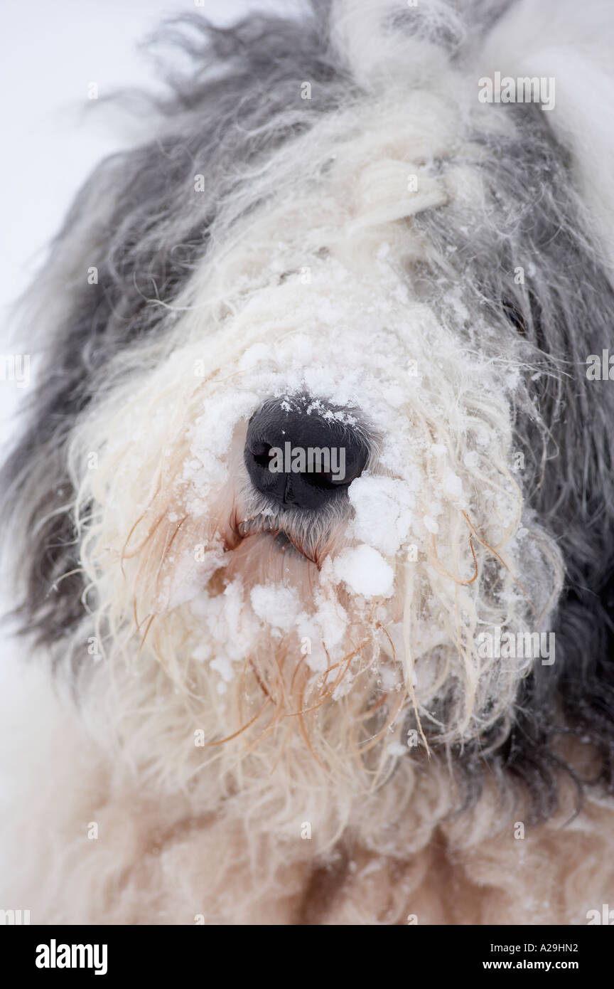 Old english sheepdog portrait hi-res stock photography and images - Alamy