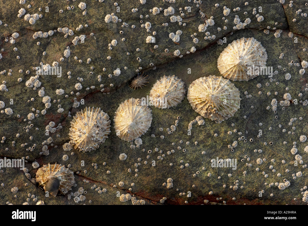Common limpets and acorn barnacles on a rock Stock Photo