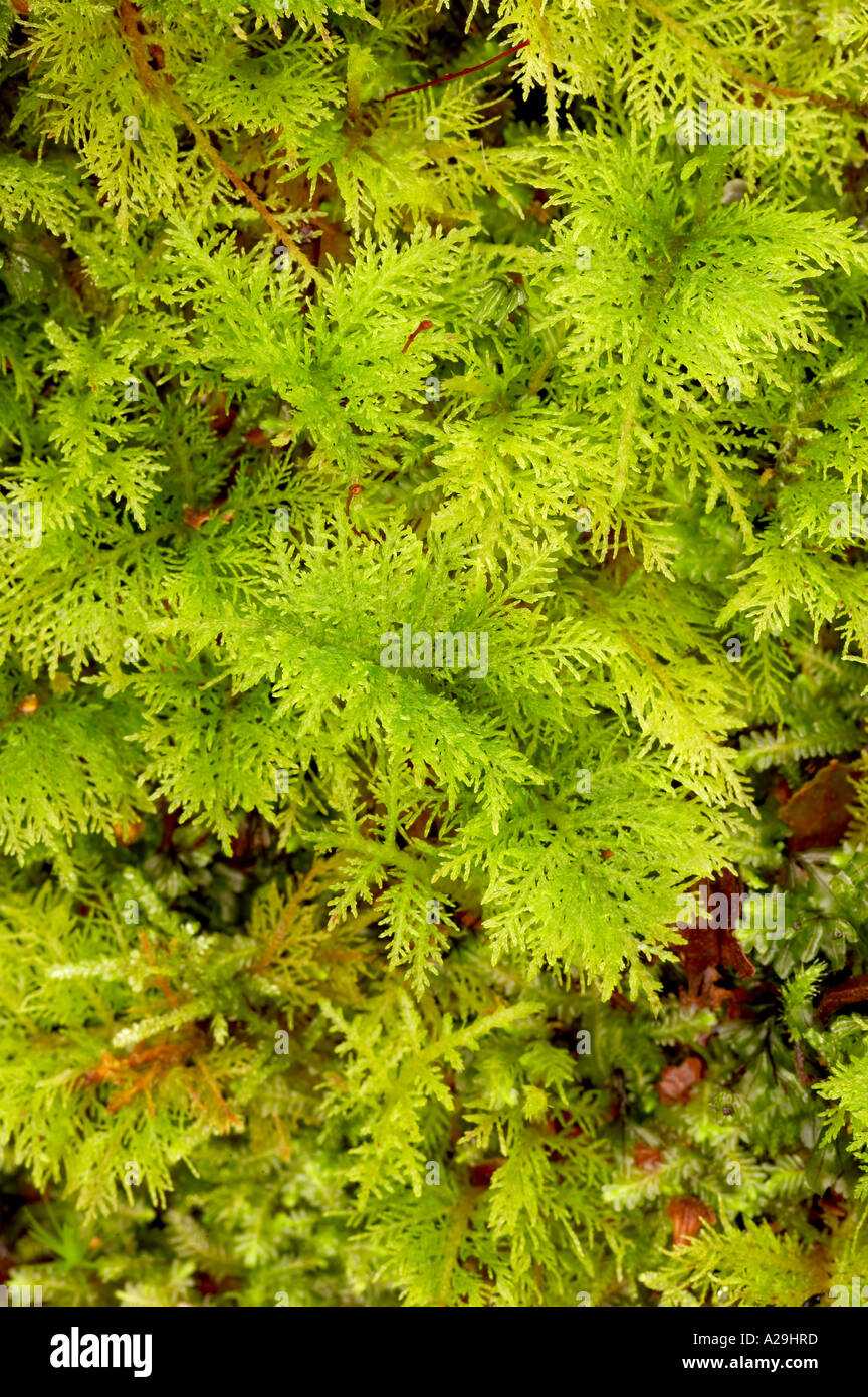 Delicate fern-moss Stock Photo