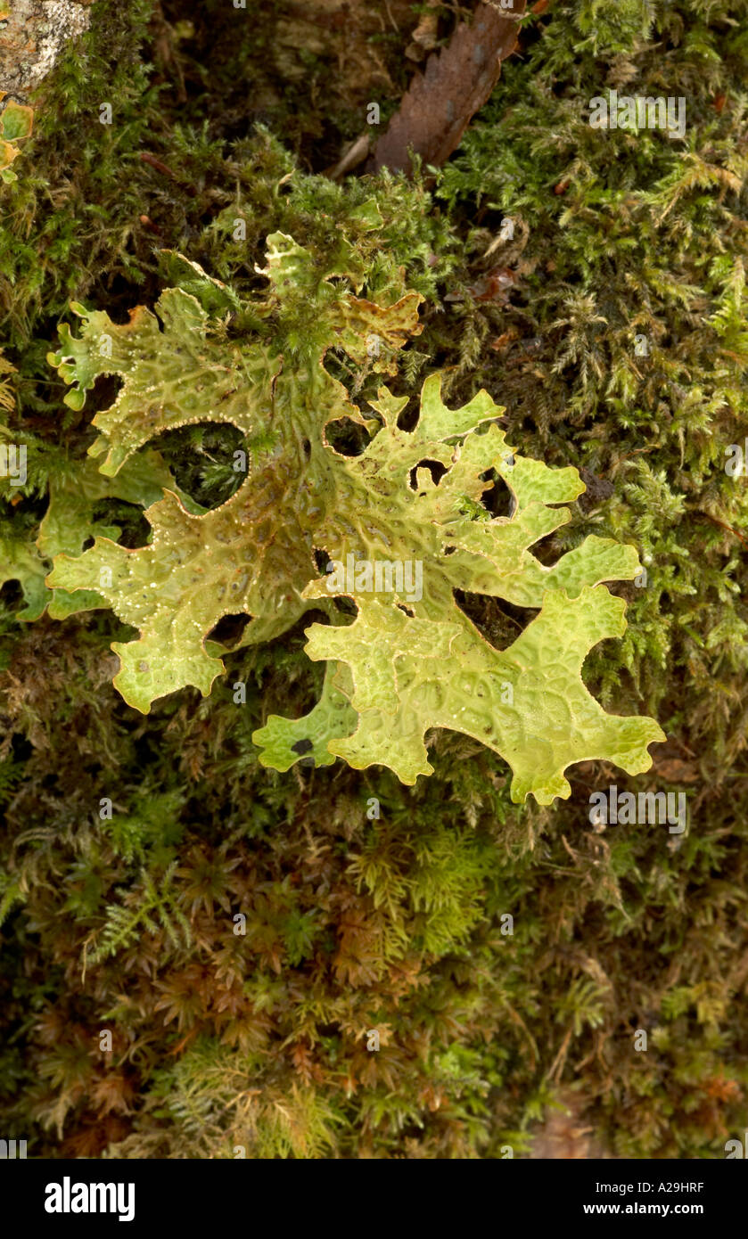 Lungwort lichen growing on mossy birch bark Stock Photo