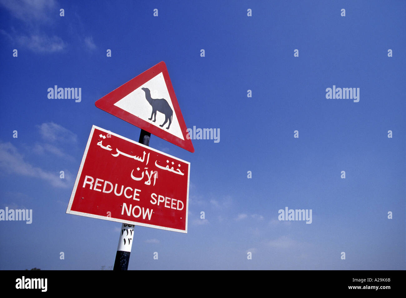 Reduce Speed Now road sign at Nad Al Sheba Camel Racing Track in Dubai Stock Photo