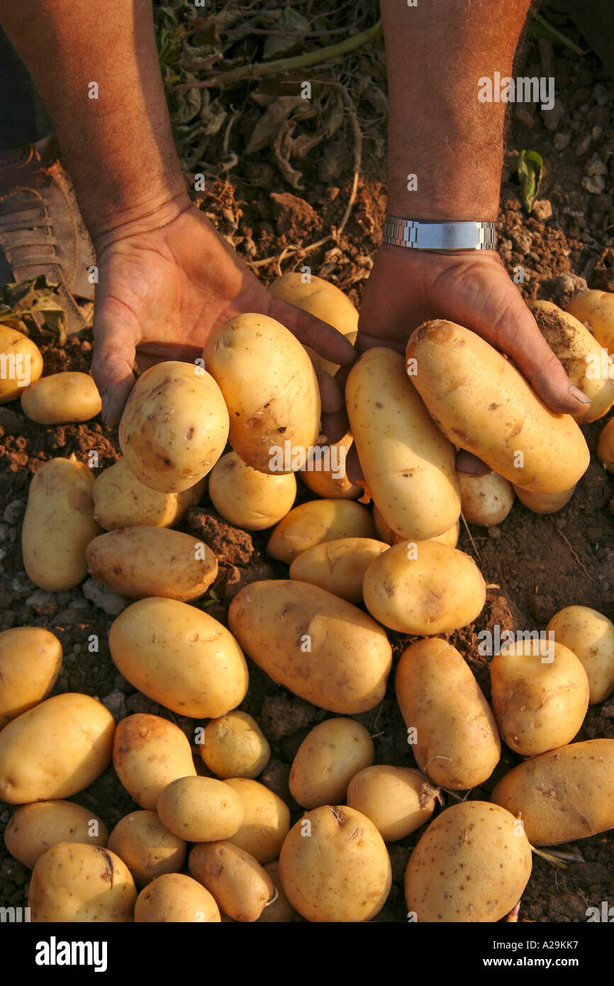 Harvesting potatoes spain hires stock photography and images Alamy
