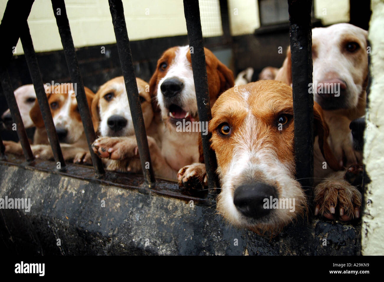Hunting hounds hires stock photography and images Alamy