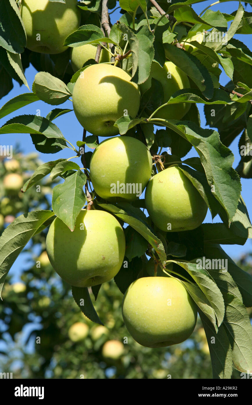 Harvested apple tree hi-res stock photography and images - Alamy