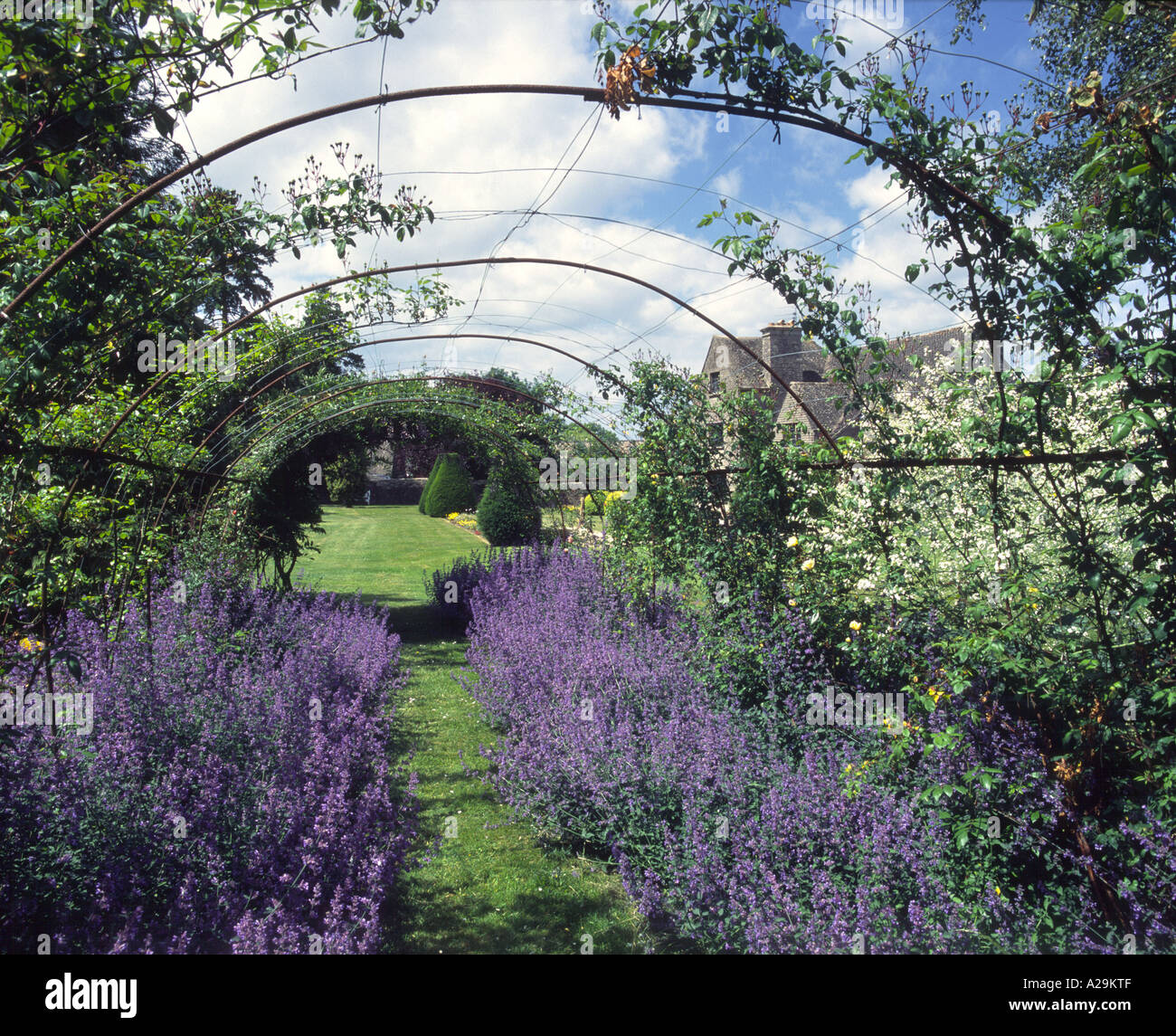 Lavender lined rose walk arch Stock Photo