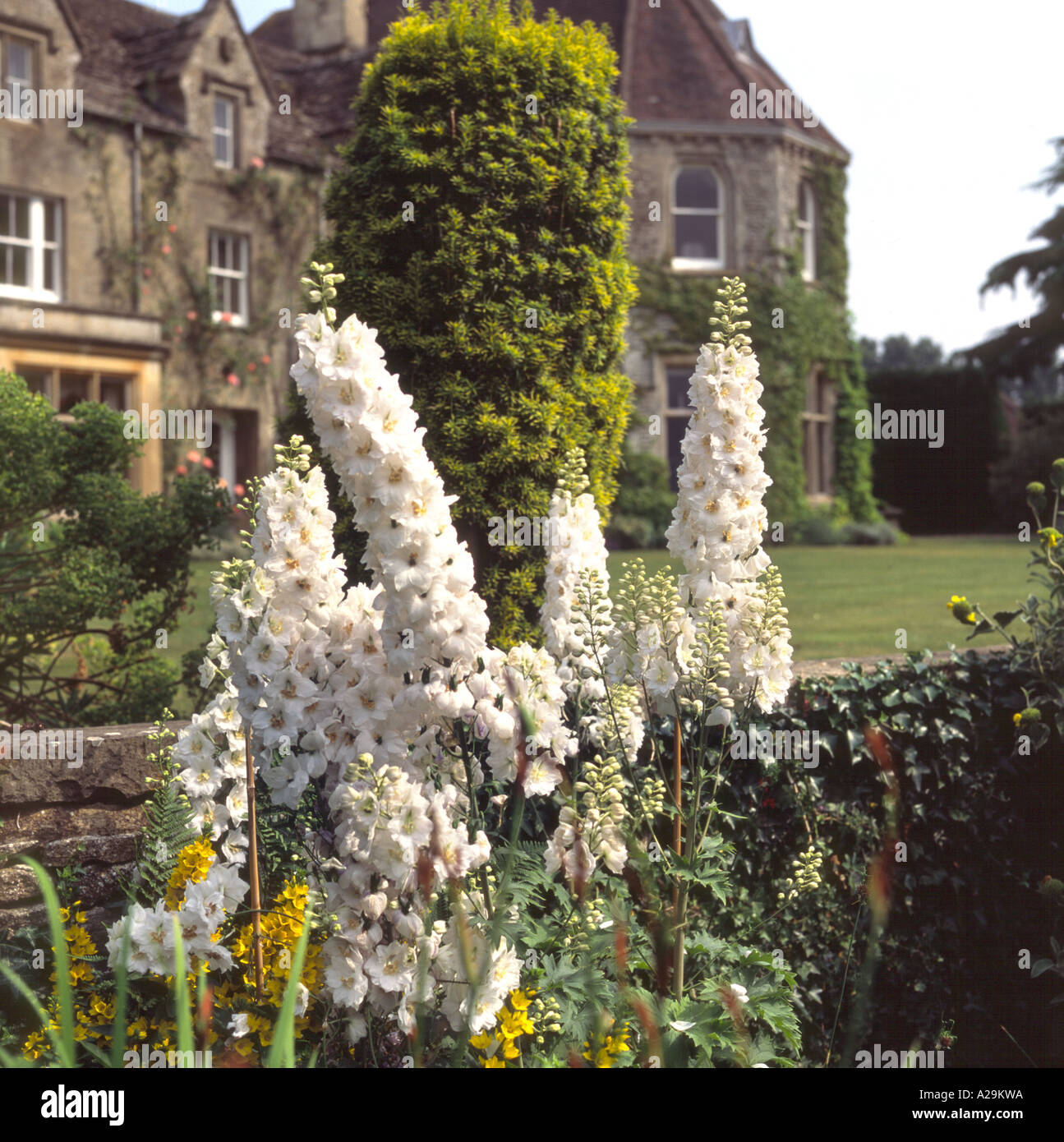 Delphinium border hi-res stock photography and images - Alamy